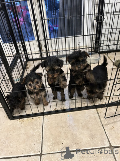 Photo №1. yorkshire terrier - à vendre en ville de Algermissen | négocié | Annonce №166073