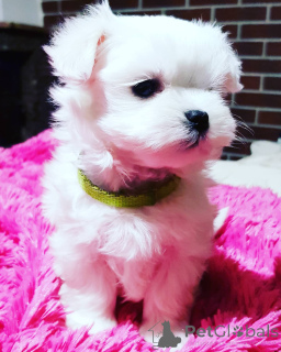 Photo №1. bichon maltais - à vendre en ville de Герона | 500€ | Annonce №143282