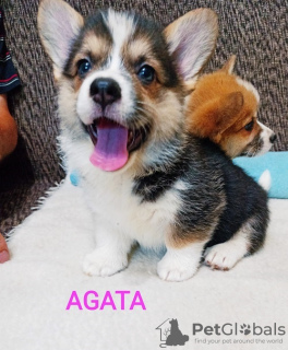 Photo №2 de l'annonce № 115204 de la vente welsh corgi - acheter à Serbie éleveur