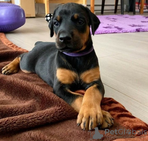 Photo №1. dobermann - à vendre en ville de Москва | négocié | Annonce №117624