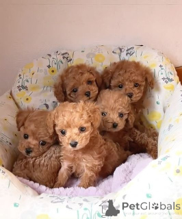 Photo №1. caniche (jouet) - à vendre en ville de Gundagai | négocié | Annonce №168397