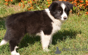 Photo №1. border collie - à vendre en ville de Paris | 700€ | Annonce №163313