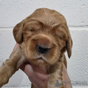 Photo №3. Buddy Ludique Mâle Cocker Anglais. La finlande