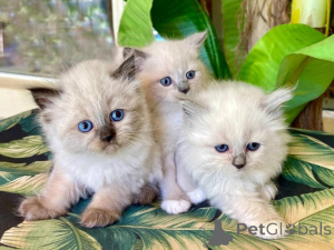 Photo №1. ragdoll - à vendre en ville de Leverkusen | 350€ | Annonce № 135957