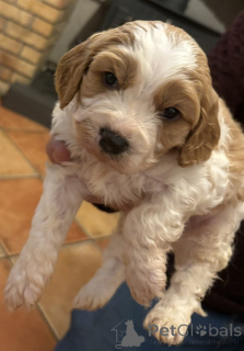 Photo №2 de l'annonce № 157679 de la vente cavalier king charles spaniel - acheter à Hongrie éleveur