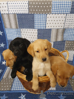 Photo №4. Je vais vendre labrador retriever en ville de Boom. annonce privée, éleveur - prix - 650€