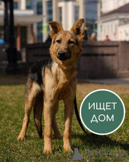 Photo №1. chien bâtard - à vendre en ville de Krasnogorsk | Gratuit | Annonce №10991