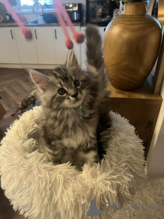 Photo №1. maine coon - à vendre en ville de Anvers | Gratuit | Annonce № 163737