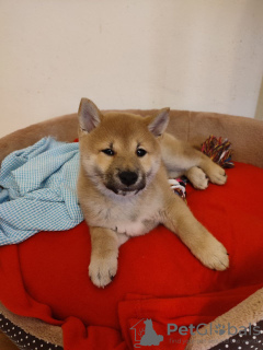 Photo №3. Chiot Shiba Inu femelle. Pologne
