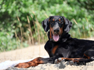 Photo №1. dobermann - à vendre en ville de Pékin | négocié | Annonce №151340