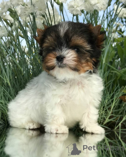 Photo №1. yorkshire terrier - à vendre en ville de Nashville | 531€ | Annonce №143782
