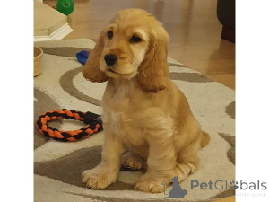 Photo №1. cocker américain - à vendre en ville de Chemnitz | 450€ | Annonce №169431