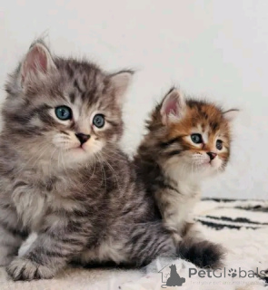 Photo №1. maine coon - à vendre en ville de Affalterbach | 533€ | Annonce № 154632