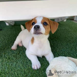 Photo №2 de l'annonce № 119848 de la vente jack russell terrier - acheter à Bosnie et Herzégovine annonce privée