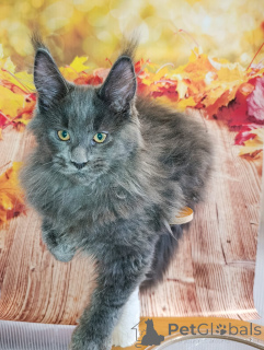 Photos supplémentaires: Un garçon de chaton chic