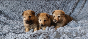 Photo №2 de l'annonce № 116253 de la vente chien-loup tchécoslovaque - acheter à Fédération de Russie éleveur