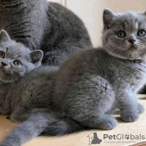 Photo №1. british shorthair - à vendre en ville de Helsinki | 350€ | Annonce № 116648