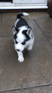 Photo №1. husky de sibérie - à vendre en ville de Fiburg | 400€ | Annonce №149047