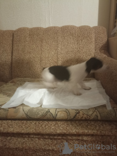 Photo №2 de l'annonce № 131508 de la vente jack russell terrier - acheter à Fédération de Russie annonce privée