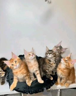 Photo №2 de l'annonce № 161543 de la vente maine coon - acheter à La finlande 