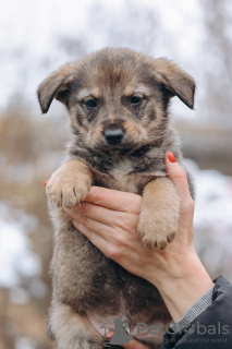 Photo №2 de l'annonce № 125849 de la vente chien bâtard - acheter à Fédération de Russie annonce privée