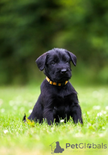 Photo №1. schnauzer géant - à vendre en ville de Copenvague | 484€ | Annonce №171896