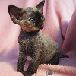 Photo №1. devon rex - à vendre en ville de Cracovie | 1000€ | Annonce № 114804