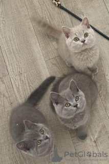 Photo №3. Magnifiques chatons British shorthair. Allemagne