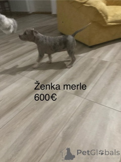 Photo №2 de l'annonce № 158022 de la vente bull terrier - acheter à Serbie éleveur