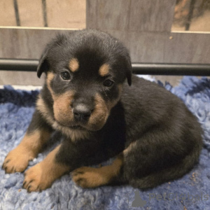 Photo №1. rottweiler - à vendre en ville de Odensa | négocié | Annonce №169955