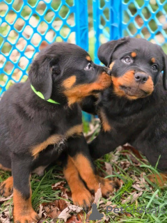 Photo №1.  - à vendre en ville de California Gully | négocié | Annonce №161315