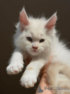 Photo №1. maine coon - à vendre en ville de Ansbach | négocié | Annonce № 155175