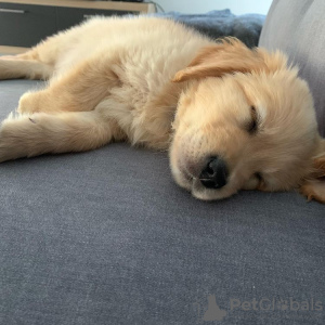 Photo №1. golden retriever - à vendre en ville de Афины | 331€ | Annonce №123406