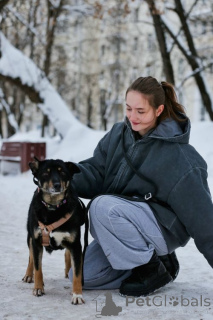 Photo №4. Je vais vendre chien bâtard en ville de Moskova. annonce privée - prix - Gratuit