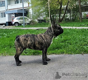 Photo №3. Bouledogue français (RKF/FCI) - Tigre inversé (79959037777). Fédération de Russie