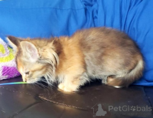 Photo №2 de l'annonce № 160389 de la vente munchkin - acheter à Allemagne éleveur