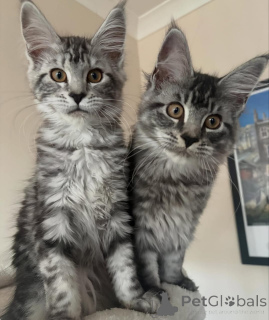 Photo №3. Wunderschöne Maine-Coon-Kätzchen suchen ein liebevolles neues Zuhause. Allemagne