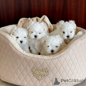 Photo №1. bichon maltais - à vendre en ville de Helsinki | 400€ | Annonce №70772