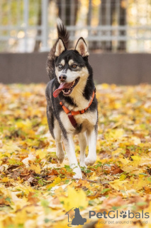 Photo №1. husky de sibérie - à vendre en ville de Москва | Gratuit | Annonce №123982