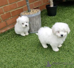 Photo №1. bichon maltais - à vendre en ville de Gaziantep | négocié | Annonce №175620