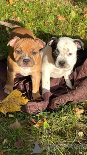 Photo №2 de l'annonce № 123026 de la vente staffordshire bull terrier - acheter à Biélorussie éleveur