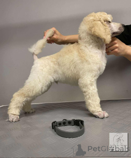 Photo №4. Je vais vendre caniche royale en ville de Nekla. de la fourrière - prix - 2000€