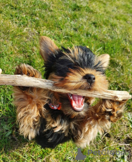 Photo №1. yorkshire terrier - à vendre en ville de Bremen | 329€ | Annonce №133378