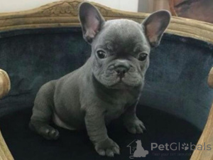 Photo №1. bouledogue - à vendre en ville de Dobele | négocié | Annonce №160002