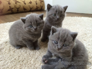 Photo №1. british shorthair - à vendre en ville de Aris | 300€ | Annonce № 175590