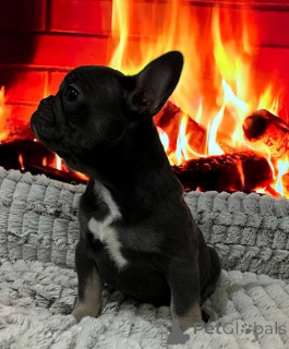 Photo №4. Je vais vendre bouledogue en ville de St. Gallen.  - prix - 1500€
