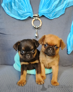 Photo №1. petit brabançon - à vendre en ville de Rivière moscou | 485€ | Annonce №167165