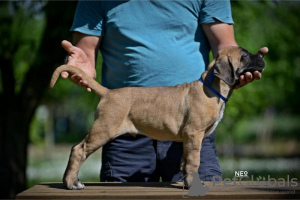 Photo №3. Chiots Cane Corso. Serbie