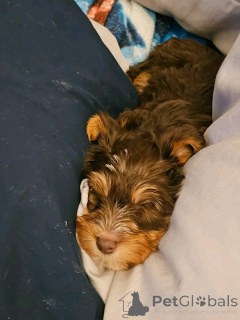 Photo №1. yorkshire terrier - à vendre en ville de Eckerö | 450€ | Annonce №176153