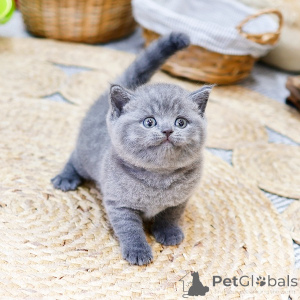 Photo №2 de l'annonce № 158645 de la vente british shorthair - acheter à France annonce privée